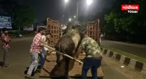 ગાંધીધામમાં રખડતા આખલા પકડવાની ઝુંબેશ તેજ