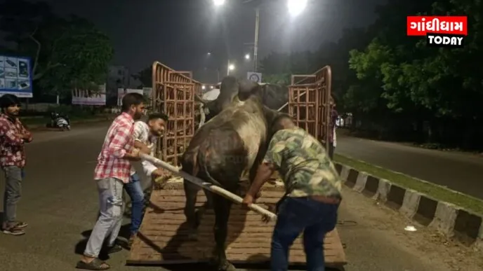 ગાંધીધામમાં રખડતા આખલા પકડવાની ઝુંબેશ તેજ