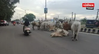 ગાંધીધામમાં રખડતા ઢોરનો ત્રાસ ઘટશે: ટેન્ડર પ્રક્રિયા પૂર્ણ, ટૂંક સમયમાં કામગીરી શરૂ થશે