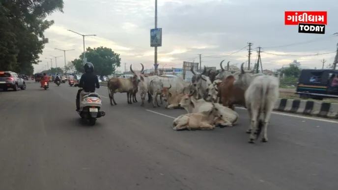 ગાંધીધામમાં રખડતા ઢોરનો ત્રાસ ઘટશે: ટેન્ડર પ્રક્રિયા પૂર્ણ, ટૂંક સમયમાં કામગીરી શરૂ થશે