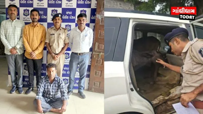 અંજાર પોલીસની સરાહનીય કામગીરી : ક્રૂરતાપૂર્વક XUVમાં ભરીને કતલખાને લઈ જવાતા પાડાઓને મુક્ત કરાવ્યા